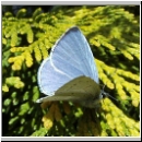 Celastrina argiolus - Faulbaumblaeuling 02.jpg